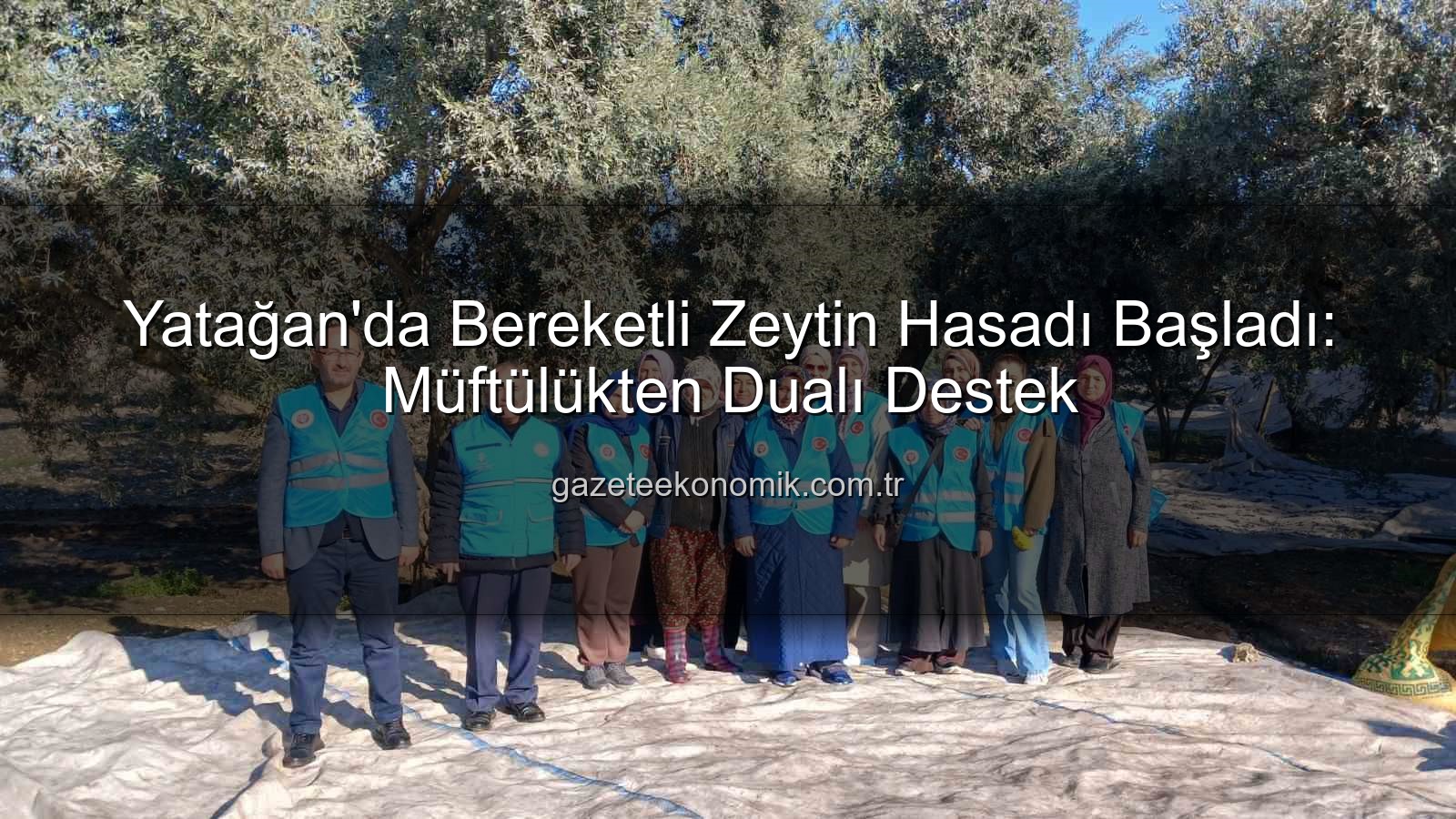 Yatağan zeytin hasadı - Yatağan'da Bereketli Zeytin Hasadı Başladı: Müftülükten Dualı Destek