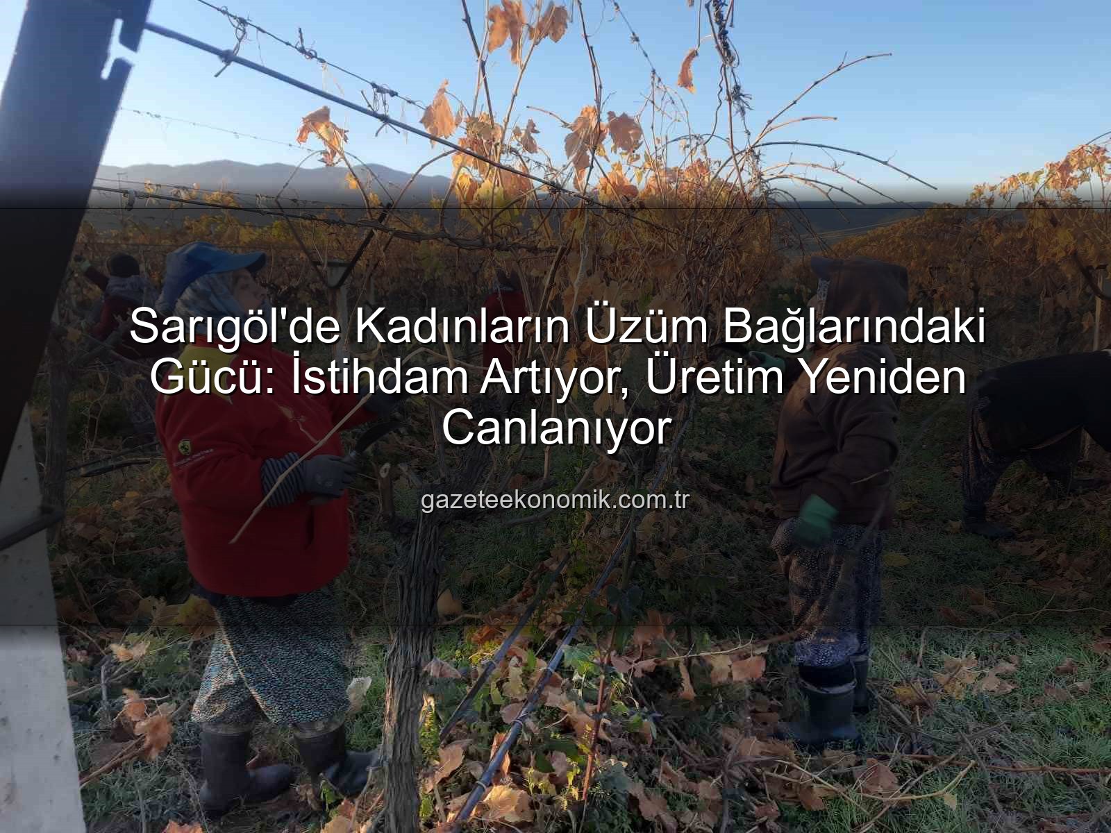 kadın istihdamı - Sarıgöl'de Kadınların Üzüm Bağlarındaki Gücü: İstihdam Artıyor, Üretim Yeniden Canlanıyor