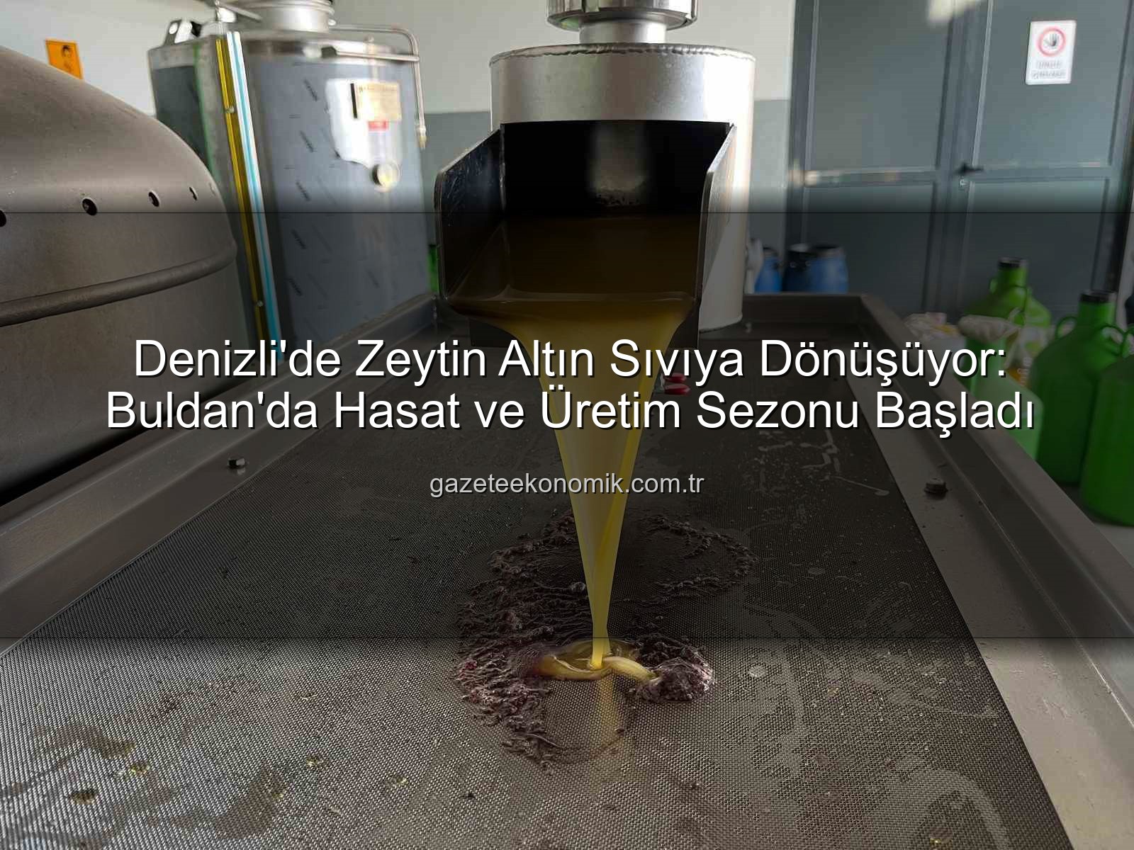 zeytinyağı üretimi - Denizli'de Zeytin Altın Sıvıya Dönüşüyor: Buldan'da Hasat ve Üretim Sezonu Başladı