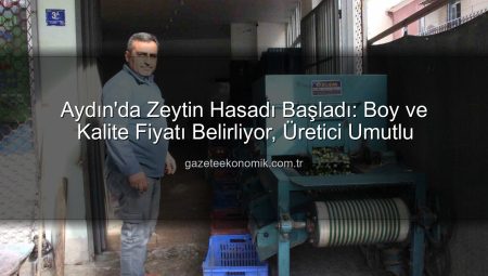 Aydın’da Zeytin Hasadı Başladı: Boy ve Kalite Fiyatı Belirliyor, Üretici Umutlu