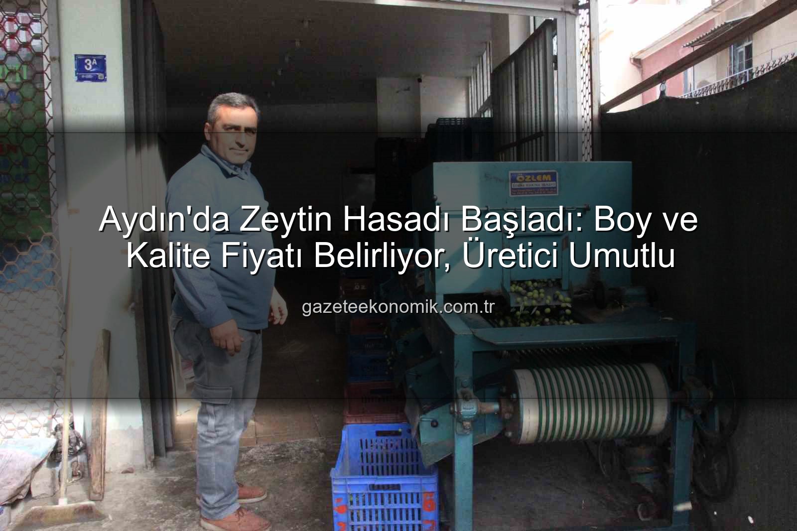 Aydın zeytin hasadı - Aydın'da Zeytin Hasadı Başladı: Boy ve Kalite Fiyatı Belirliyor, Üretici Umutlu