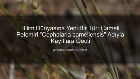 Bilim Dünyasına Yeni Bir Tür: Çameli Pelemiri “Cephalaria cameliensis” Adıyla Kayıtlara Geçti