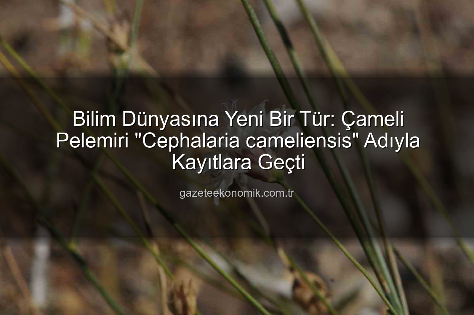 Çameli pelemiri - Bilim Dünyasına Yeni Bir Tür: Çameli Pelemiri "Cephalaria cameliensis" Adıyla Kayıtlara Geçti