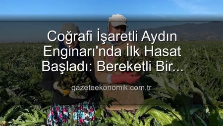 Coğrafi İşaretli Aydın Enginarı’nda İlk Hasat Başladı: Bereketli Bir Sezonun Müjdecisi