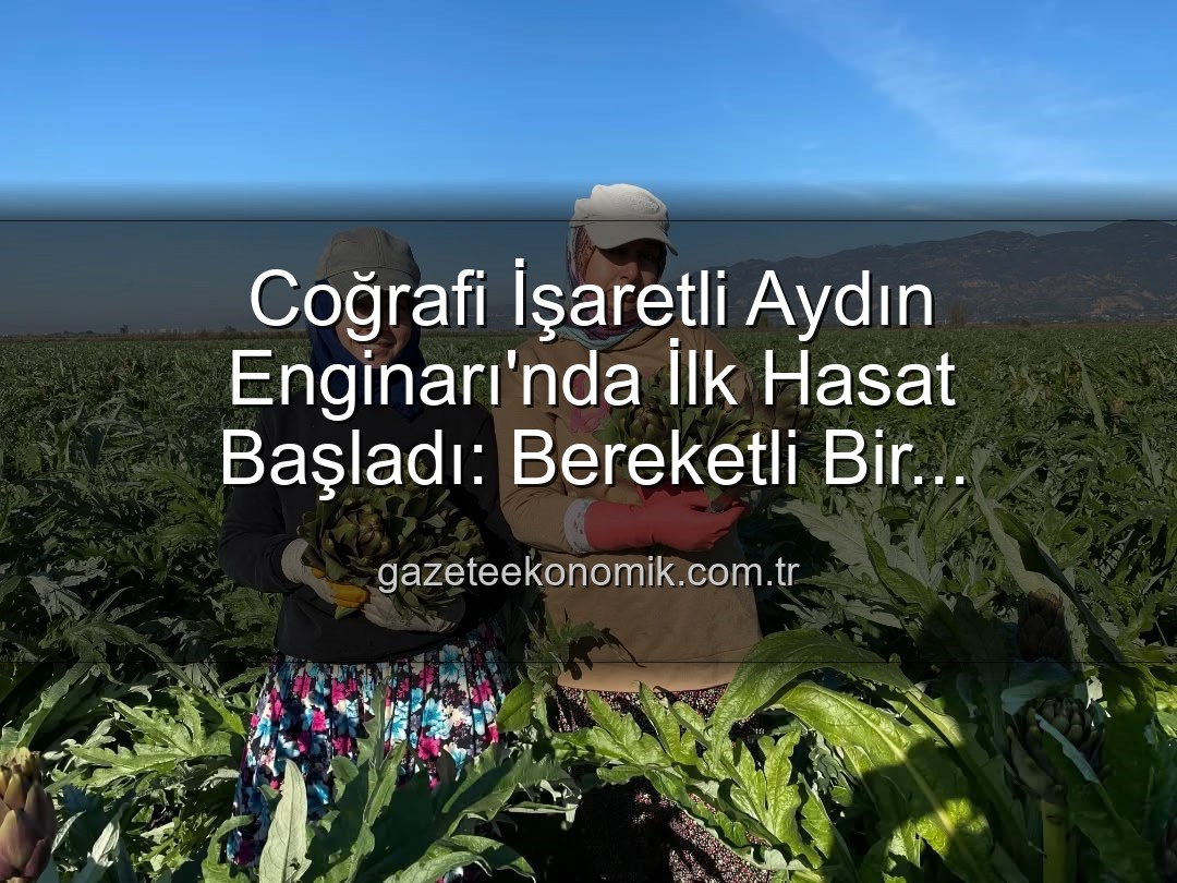 Aydın Enginarı - Coğrafi İşaretli Aydın Enginarı'nda İlk Hasat Başladı: Bereketli Bir Sezonun Müjdecisi