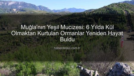 Muğla’da Kül Olan Ormanlar 6 Yılda Yeniden Yeşerdi: 450 Bin Fidanın Mucizesi