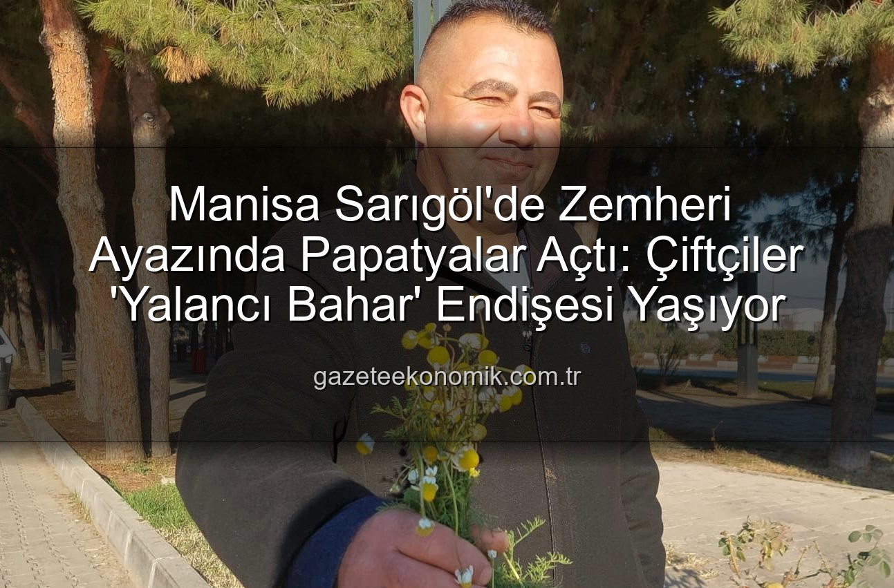 Sarıgöl papatyaları - Manisa Sarıgöl'de Zemheri Ayazında Papatyalar Açtı: Çiftçiler 'Yalancı Bahar' Endişesi Yaşıyor