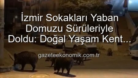 İzmir Sokakları Yaban Domuzu Sürüleriyle Doldu: Doğal Yaşam Kent Merkezine Taştı