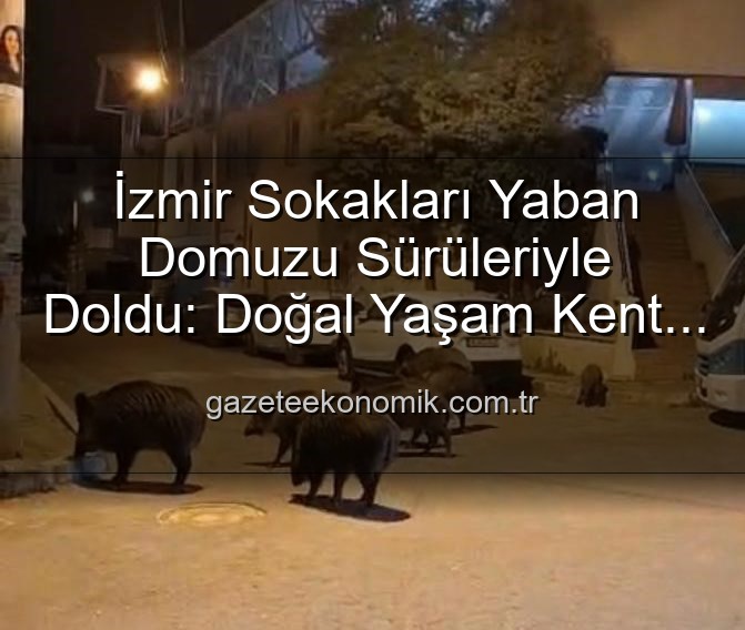 yaban domuzu - İzmir Sokakları Yaban Domuzu Sürüleriyle Doldu: Doğal Yaşam Kent Merkezine Taştı